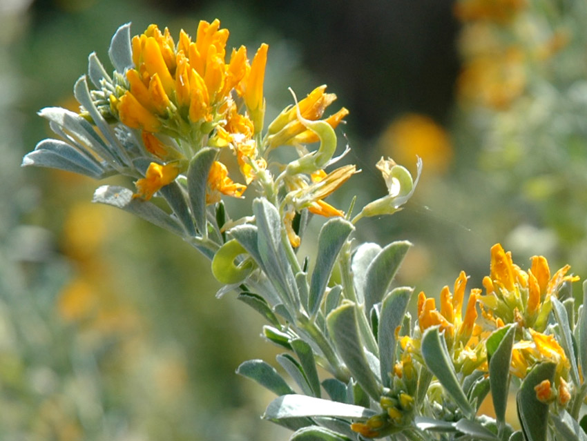 Medicago arborea / Erba medica arborea