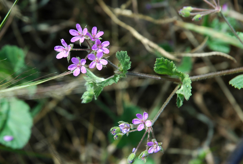Erodium malacoides / Becco di gr malvaceo