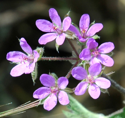 Erodium malacoides / Becco di gr malvaceo
