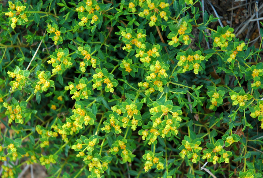 Euphorbia spinosa / Euforbia spinosa