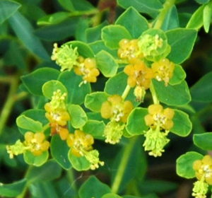 Euphorbia spinosa / Euforbia spinosa