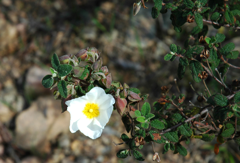 Cistus salvifolius / Cisto femmina
