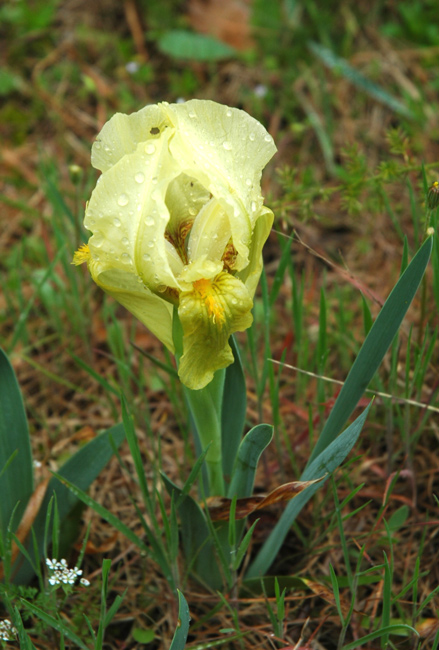 Iris lutescens / Giaggiolo giallastro
