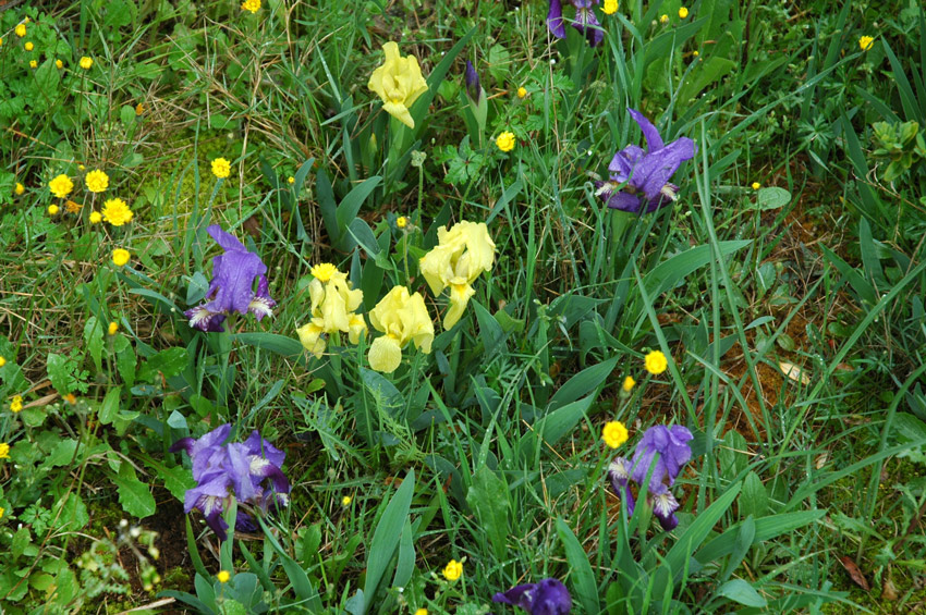 Iris lutescens / Giaggiolo giallastro