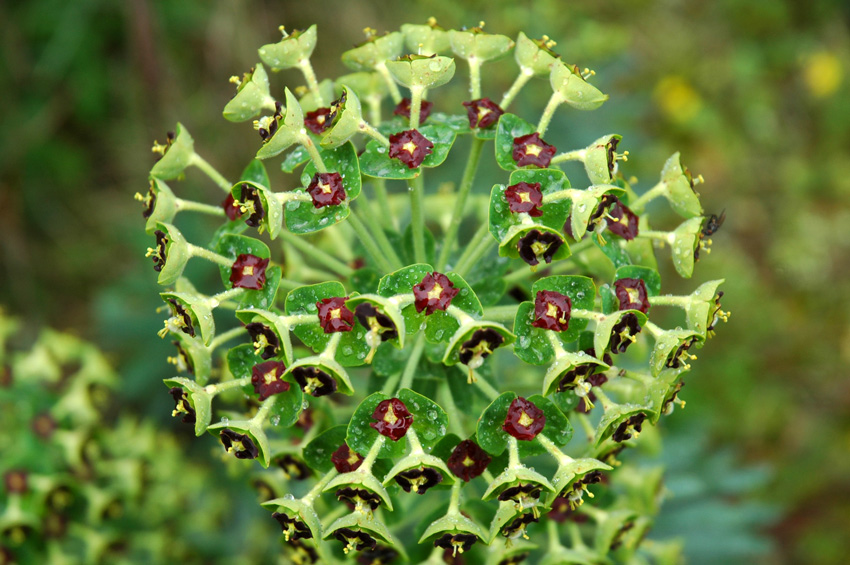 Euphorbia characias / Euforbia cespugliosa