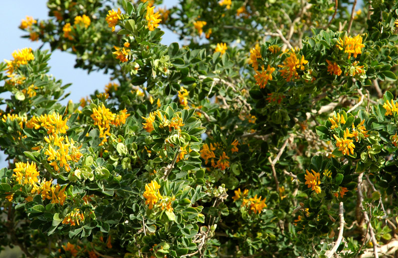Medicago arborea / Erba medica arborea
