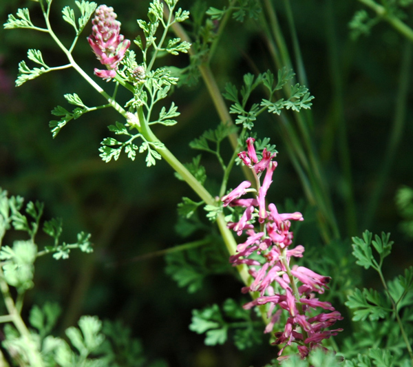 Fumaria officinalis