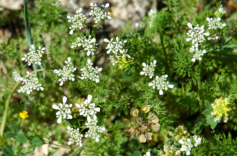 Scandix pecten-veneris / Acicula comune