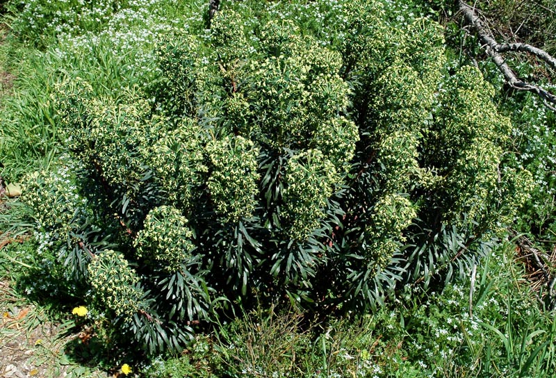 Euphorbia characias / Euforbia cespugliosa