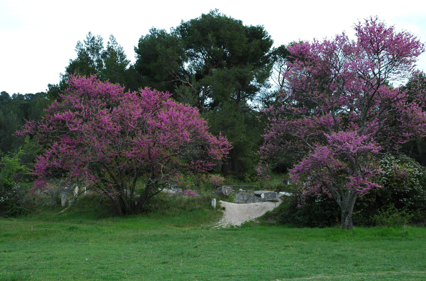 Cercis siliquastrum