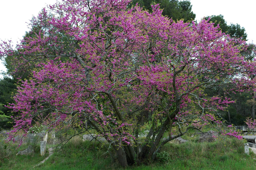 Cercis siliquastrum
