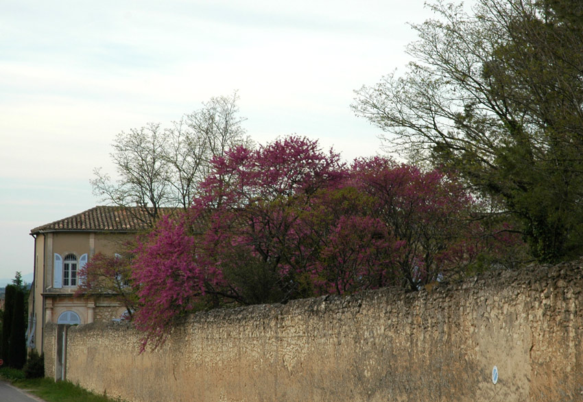 Cercis siliquastrum