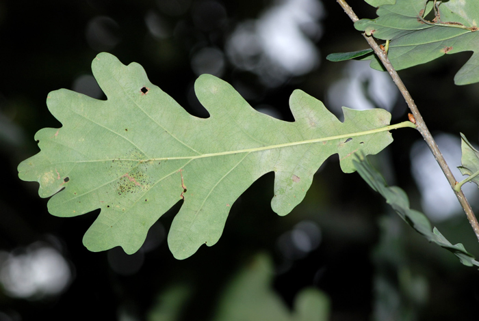 Quercus robur x pubescens