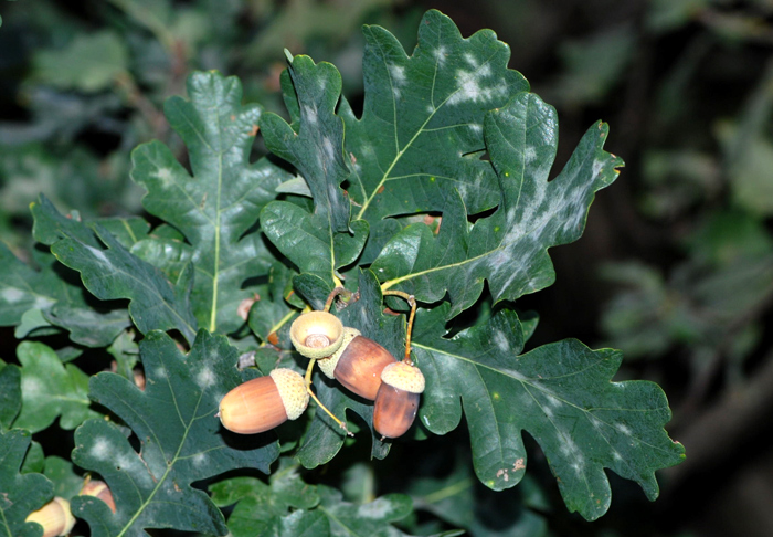 Quercus robur x pubescens