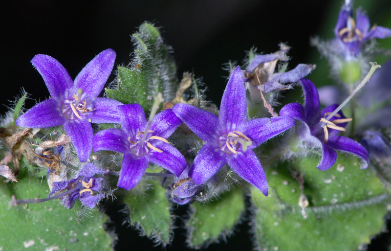 Campanula elatinoides /  Campanula di Lombardia