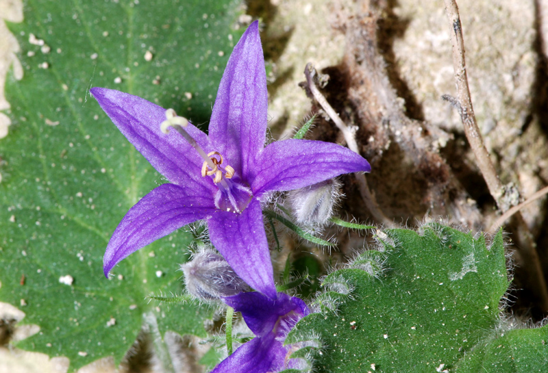 Campanula elatinoides /  Campanula di Lombardia