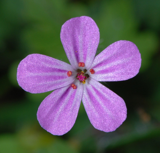 Geranium robertianum