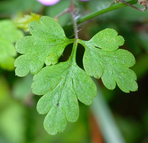 Geranium robertianum