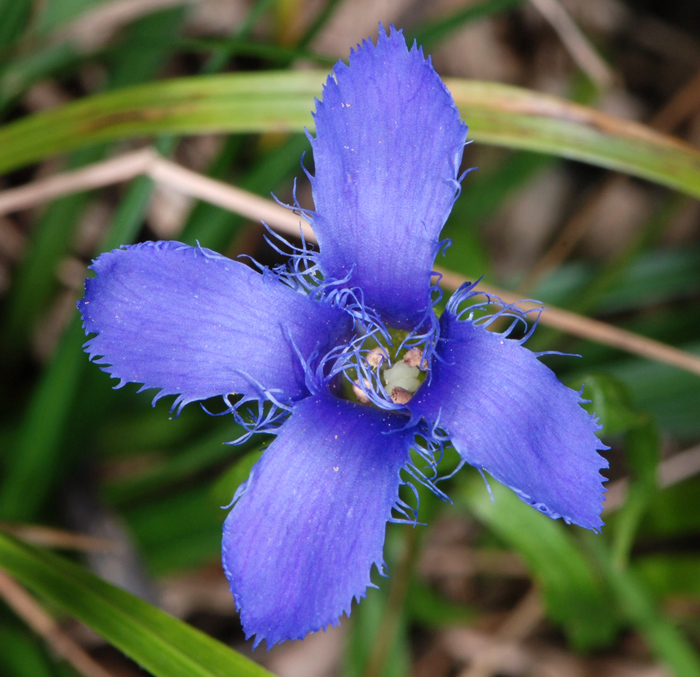 Gentianopsis ciliata / Genziana sfrangiata