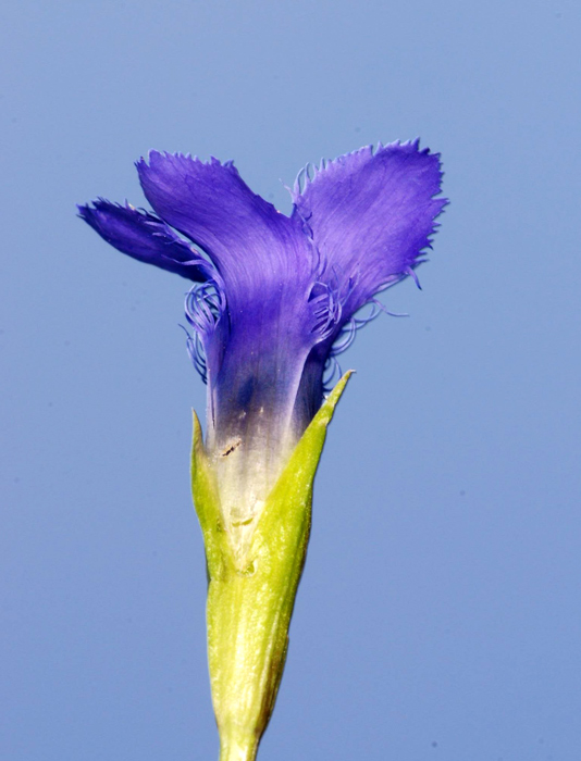 Gentianopsis ciliata / Genziana sfrangiata