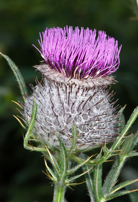 Cirsium eriophorum / Cardo scardaccio