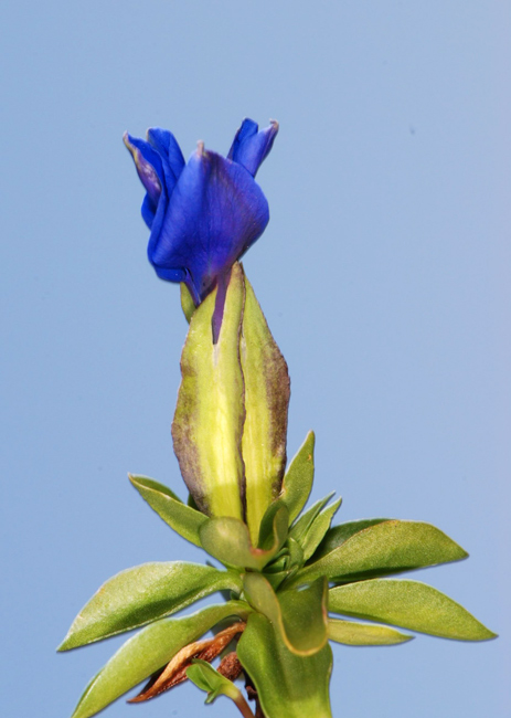 Gentiana verna / Genziana primaverile