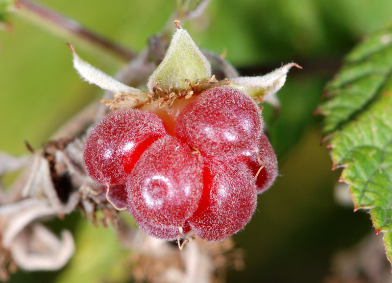 Rubus idaeus / Lampone