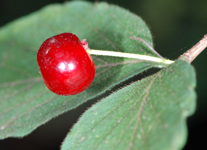 Lonicera xylosteum ?