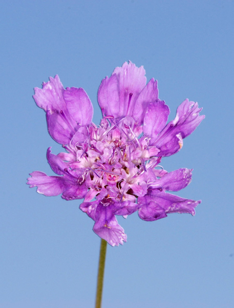 Lomelosia graminifolia / Vedovina strisciante