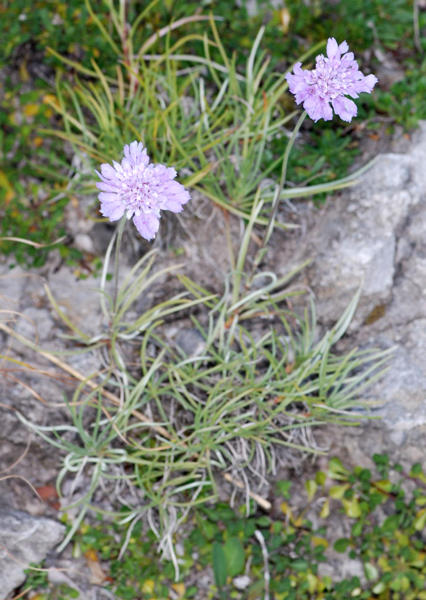 Lomelosia graminifolia / Vedovina strisciante