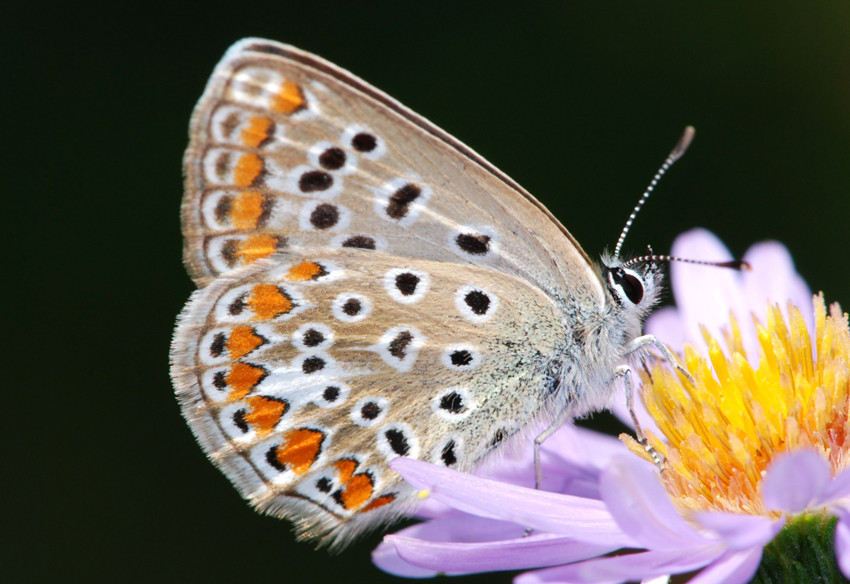 Polyommatus icarus