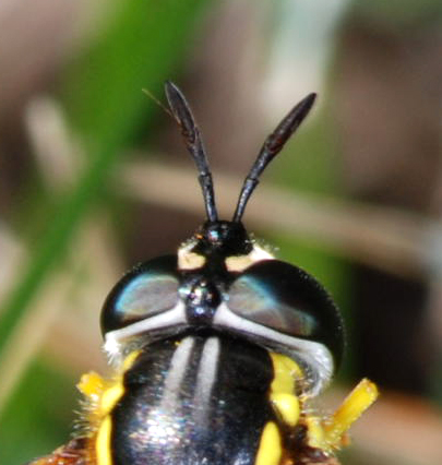 Chrysotoxum sp.