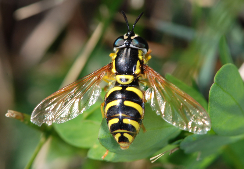 Chrysotoxum sp.