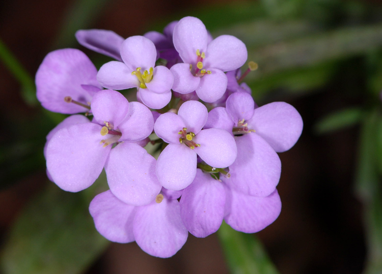 Iberis umbellata
