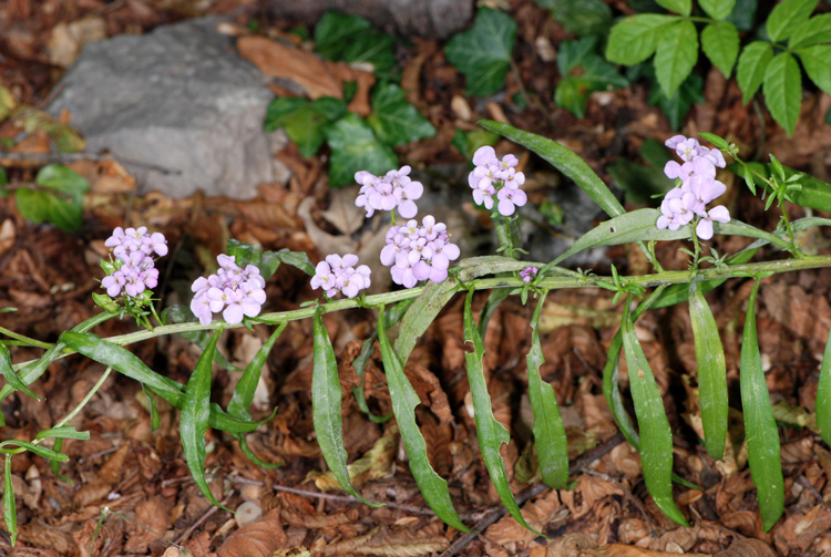 Iberis umbellata