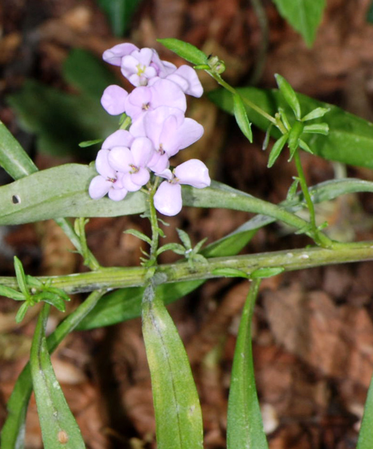 Iberis umbellata