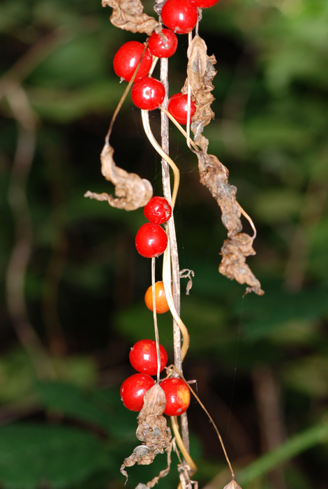 Dioscorea (=Tamus) communis / tamaro