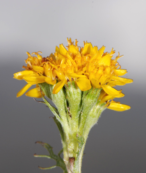 Jacobaea incana (=Senecio incanus) / Senecione biancheggiante