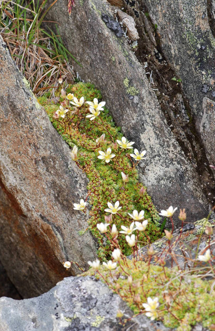 Saxifraga bryoides