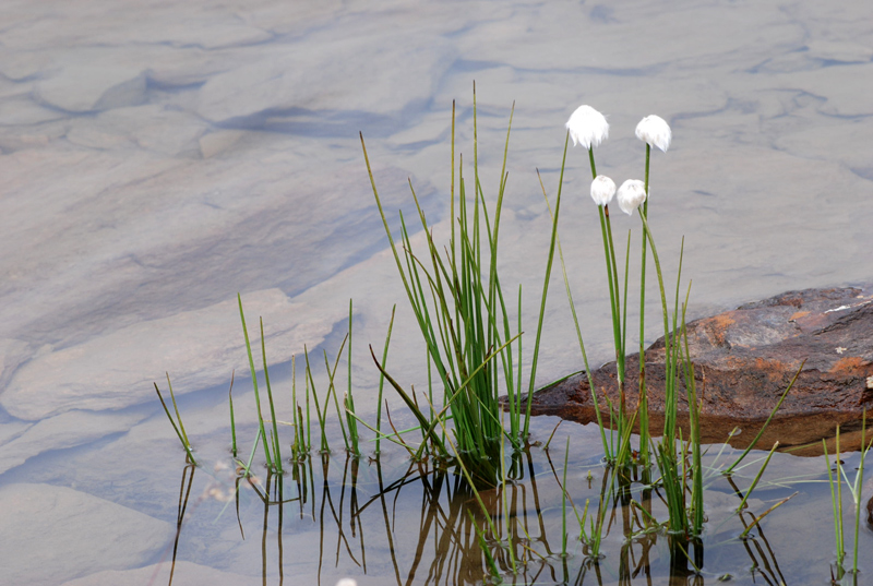 Eriophorum scheuchzeri / Erioforo rotondo
