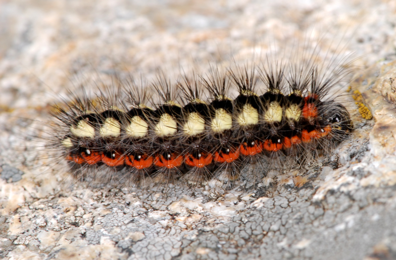 bruco di Acronicta euphorbiae