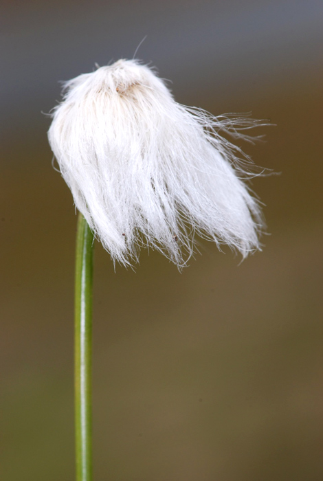 Eriophorum scheuchzeri / Erioforo rotondo
