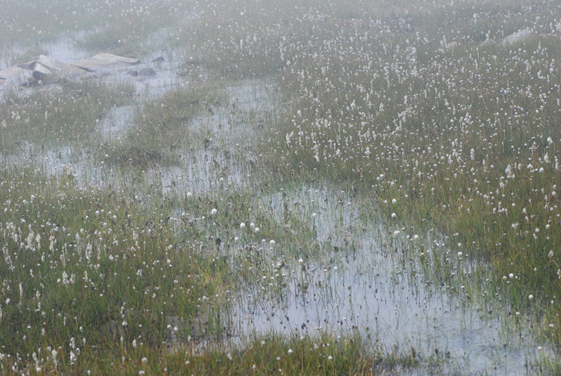Eriophorum scheuchzeri / Erioforo rotondo