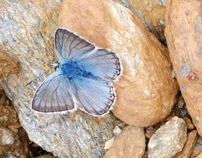 Polyommatus coridon e Polyommatus bellargus