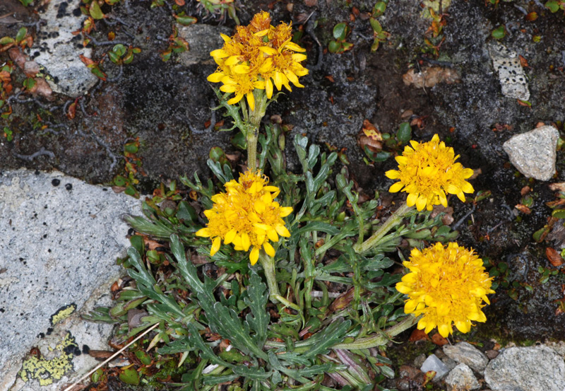 Jacobaea incana (=Senecio incanus) / Senecione biancheggiante