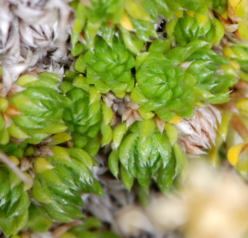 Saxifraga bryoides