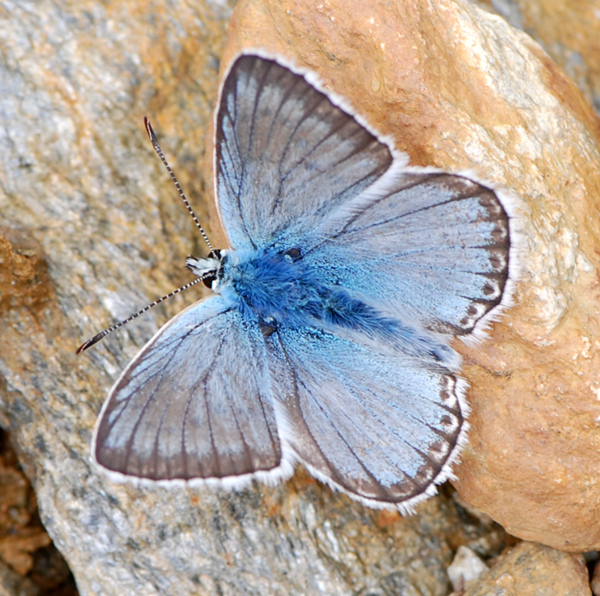 Polyommatus coridon e Polyommatus bellargus