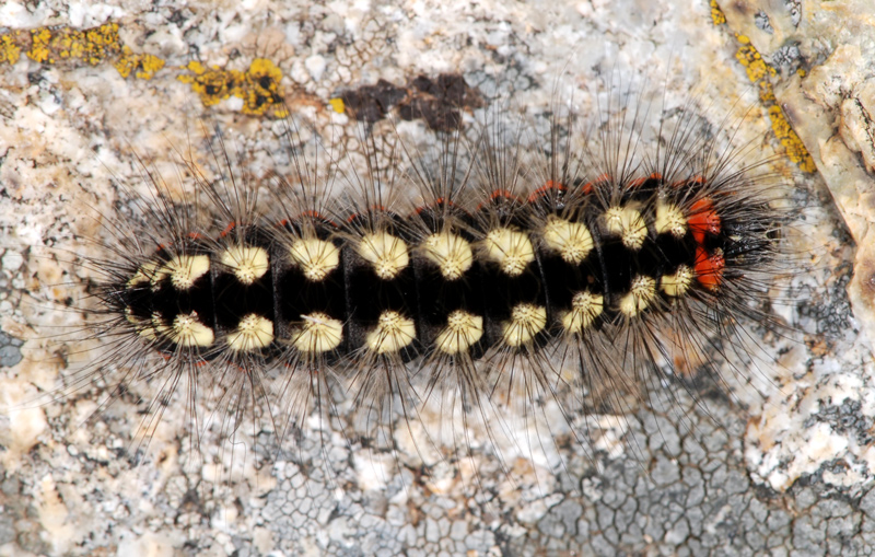 bruco di Acronicta euphorbiae