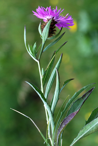 Centaurea da determinare