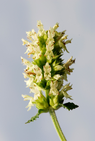 Betonica alopecuros (=Stachys alopecuros) / Betonica bianca